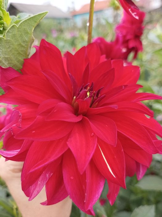 Георгіни,жоржини(георгины,жоржыны)