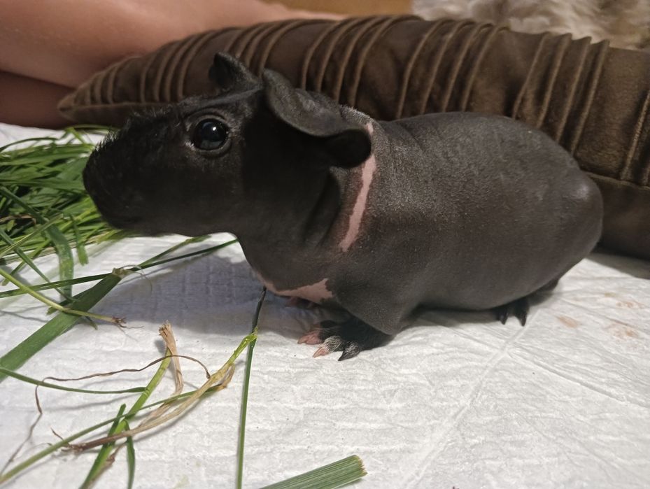 Świnka morska samiczka skinny łysa