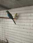Dois Turquoisines