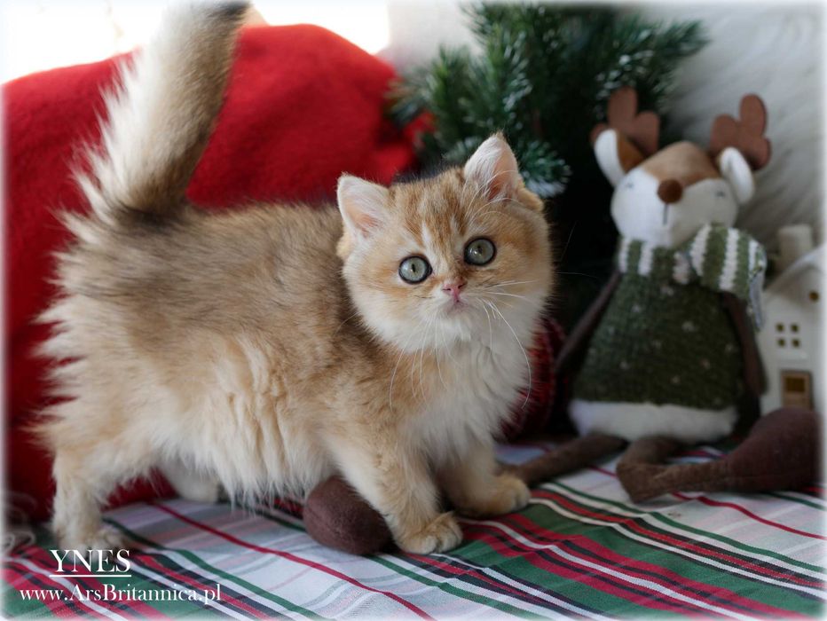 Ynes złota kotka brytyjska BRI ny 11 po Championce słodka jak laleczka