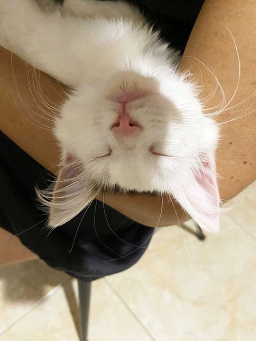 Чарівна  Хлоя шукає дім і люблячу родину! Кішка, кошеня 5 місяців