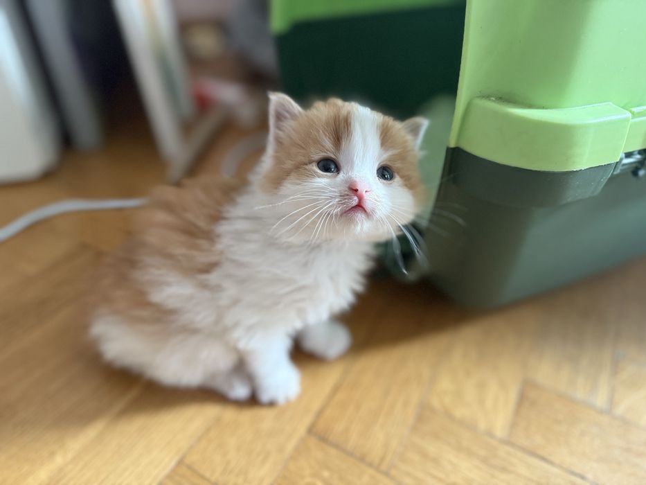 3 rozkoszne kocięta szukaja domow