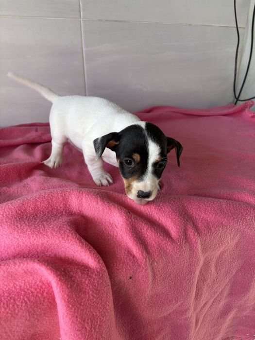 Jack rusell terrier femea