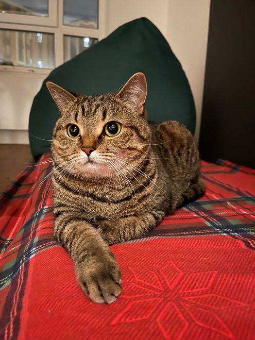 Віддам кішку Ніккі у добрі руки