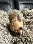 Chihuahua Piesek blue fawn
