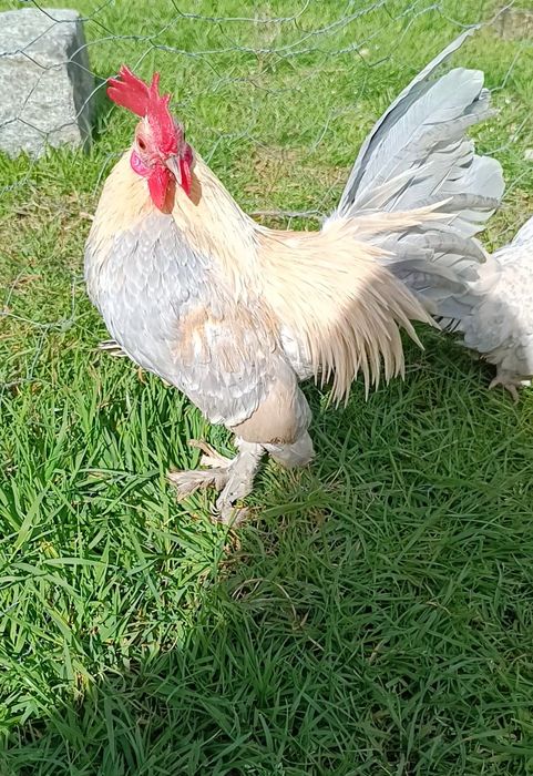 Pintos calçada holandesa