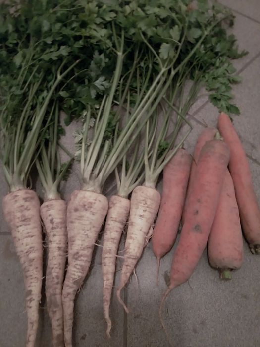 pietruszka i marchew