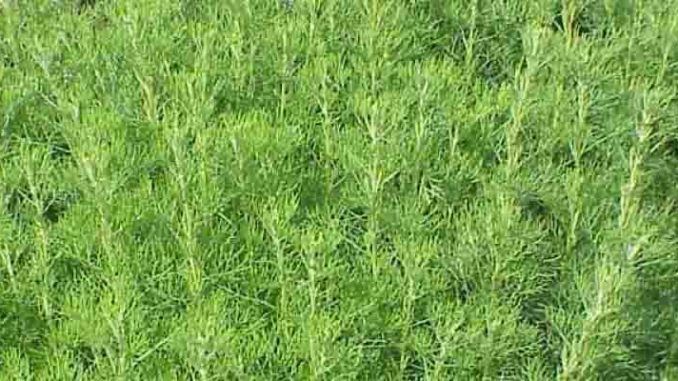 Stara odmiana,  nie Cola