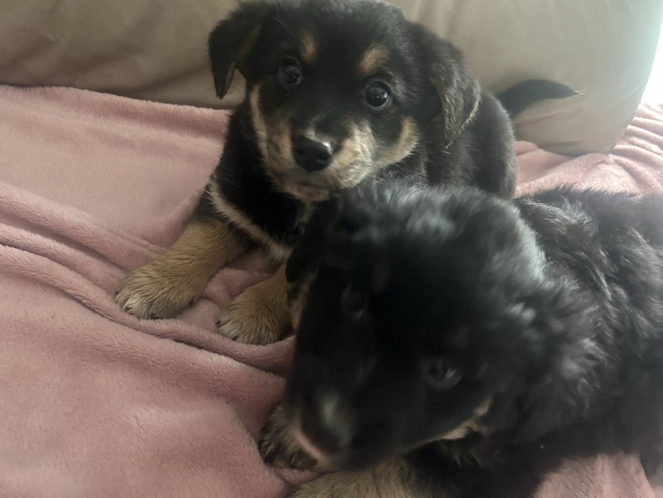 oddam pieski za darmo