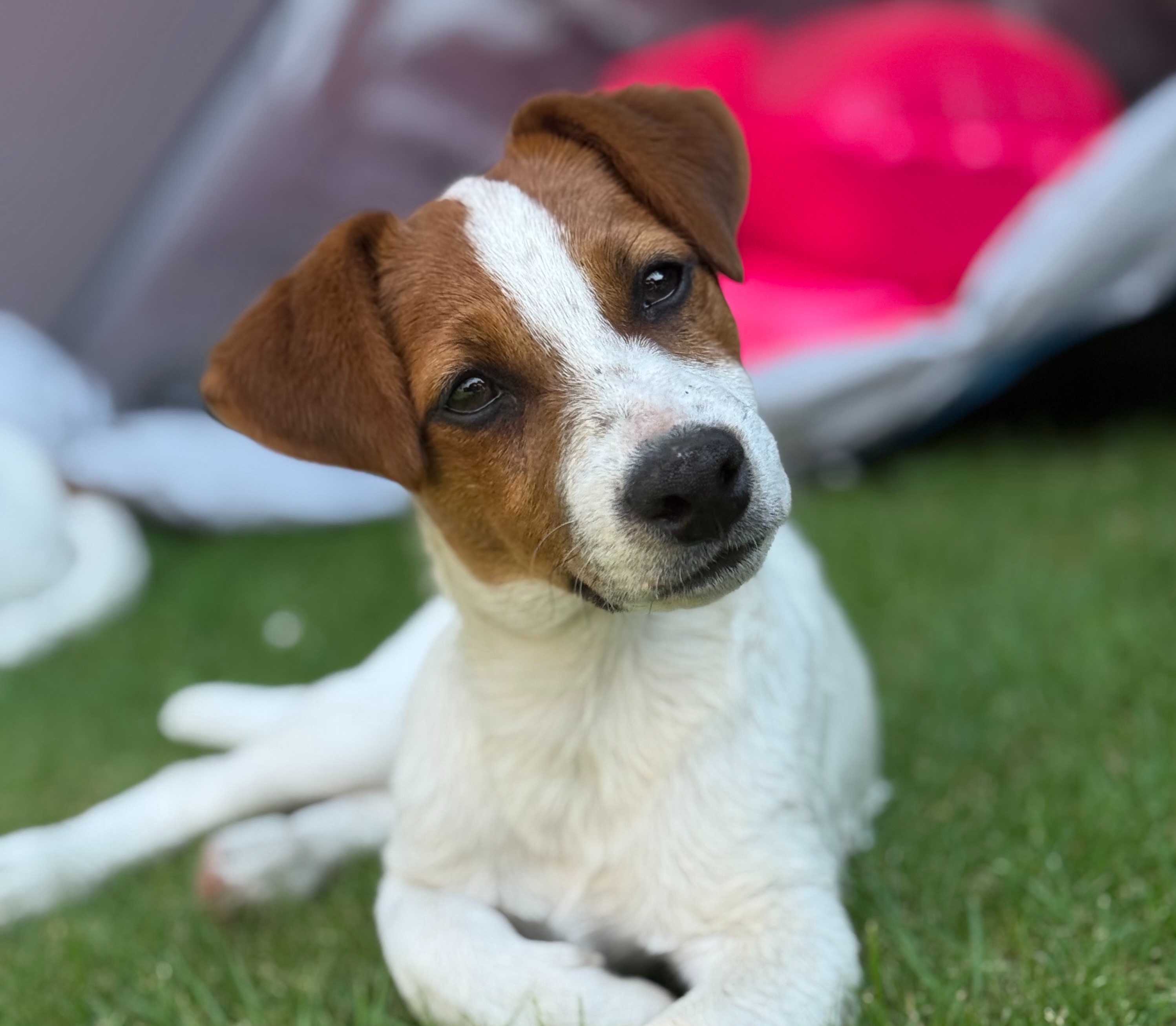 Jack Russell Terrier WZORZEC RASY rodzice ZKwP/ FCI pure breed MALE