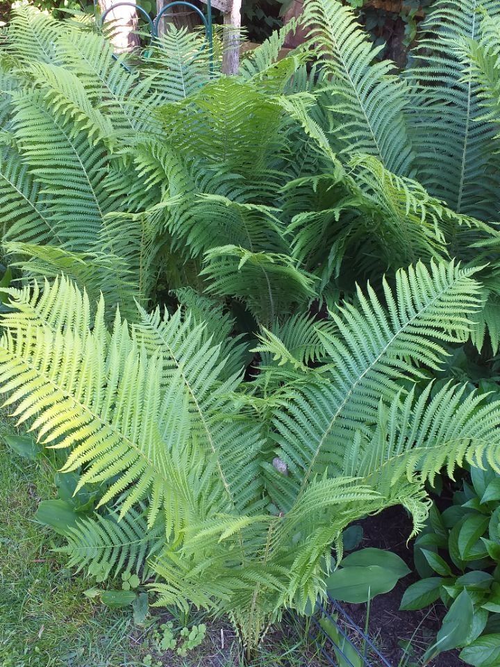 Paprocie ogrodowe