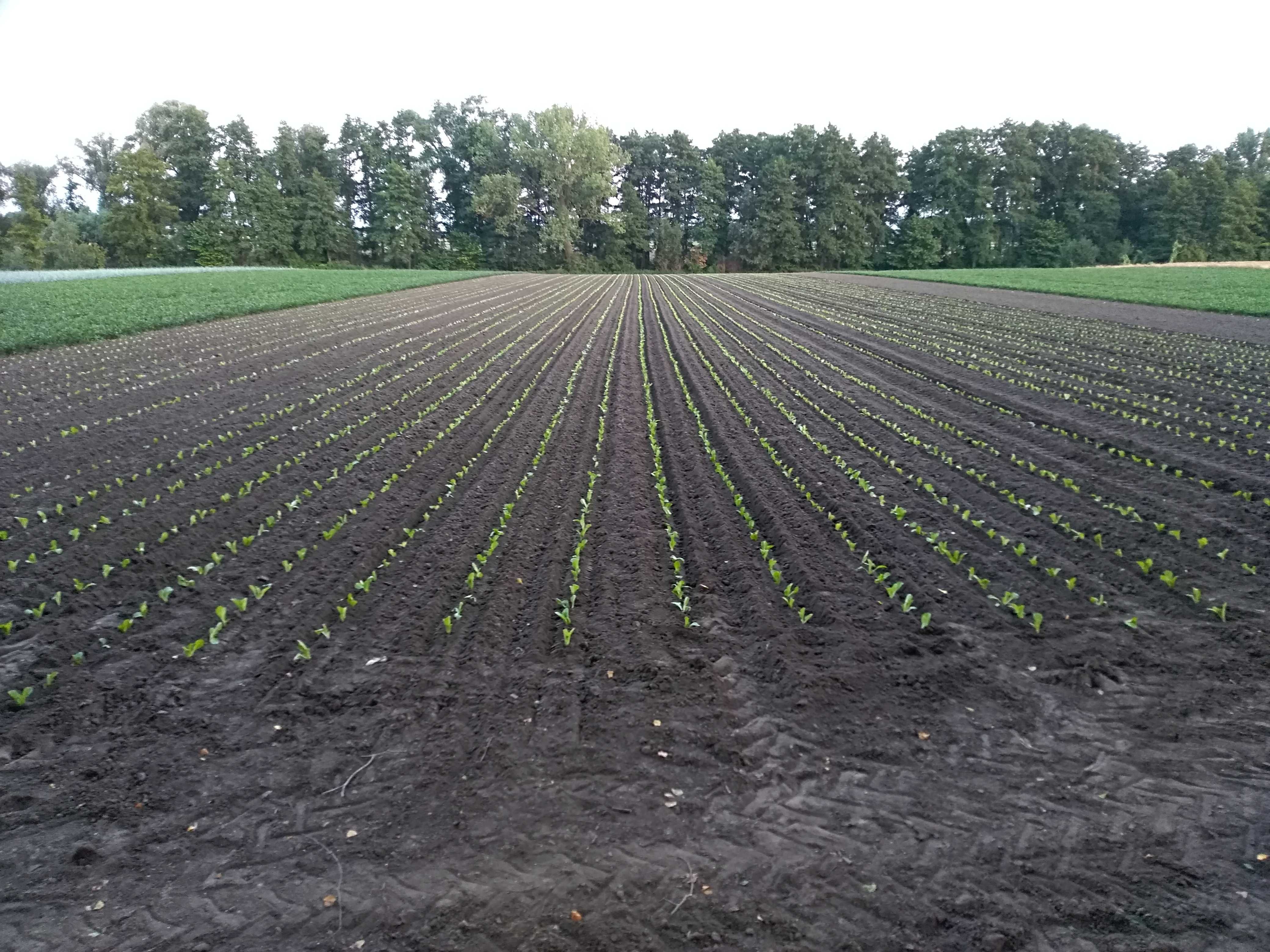 20L Biohumus AGRO do Oprysku Naturalny Ekologiczny Nawóz od Dżdżownic