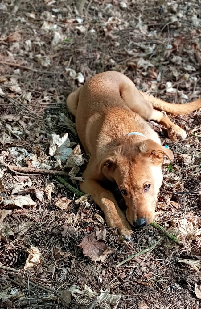 Rufiś – młody, kochany pies szuka swojego człowieka.