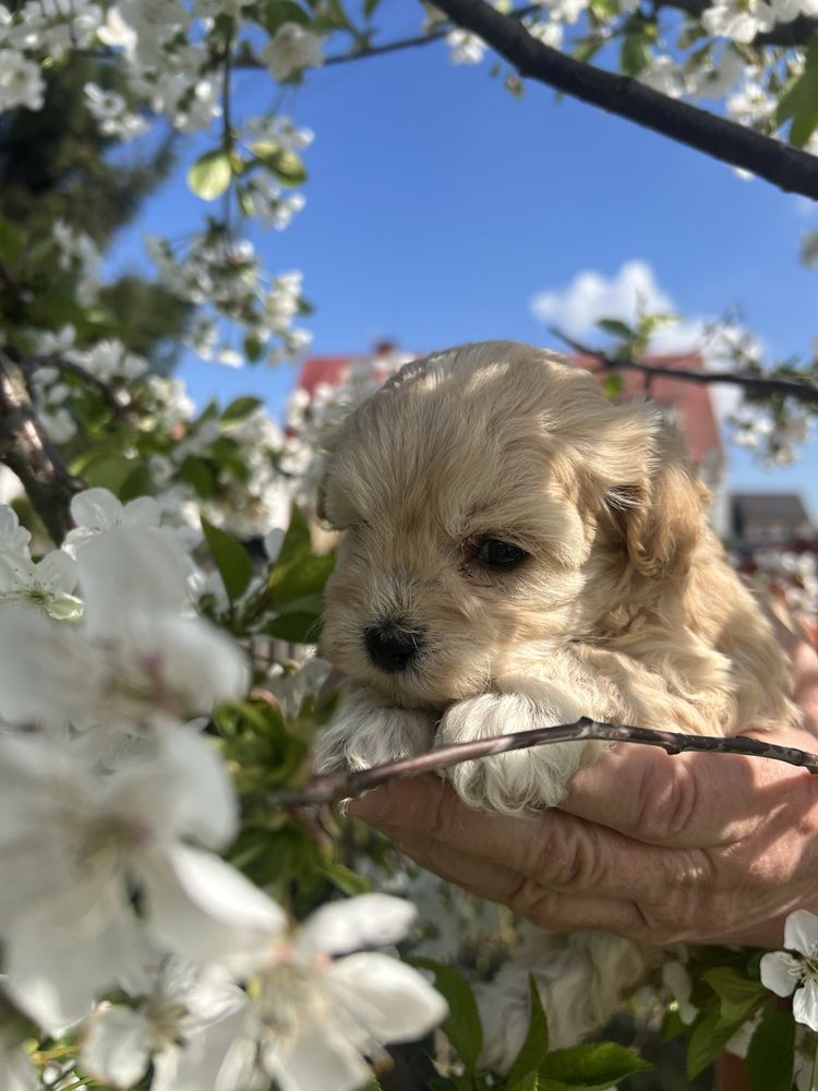 Suczka maltipoo miniaturka, tata pudelek miniaturka FCI