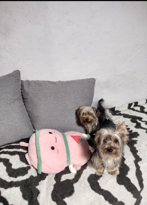 Йоріки хлопчики малий стандарт.