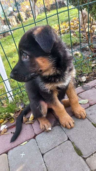 Німецька вівчарка, цуценята