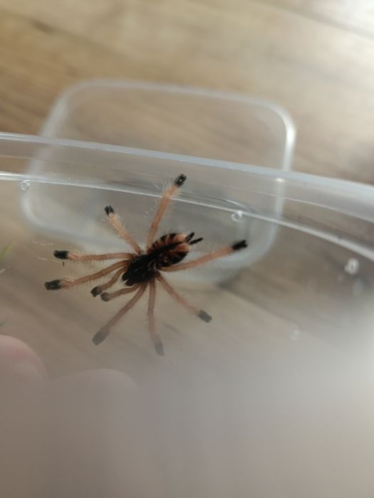 Ptaszniki Avicularia braunshauseni L3