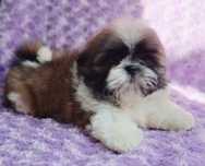 Puchaty chłopiec tri-color Shih Tzu z rodowodem
