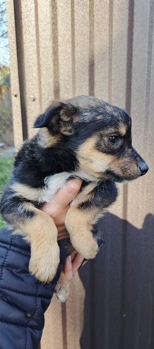 Привезу під двері безкоштовно і +маленький подарунок.