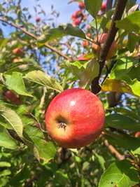Jabłka z sadu ekologicznego