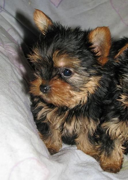 Yorkshire Terrier Super Miniatura