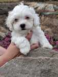 Maltipoo Hodowla GAJA