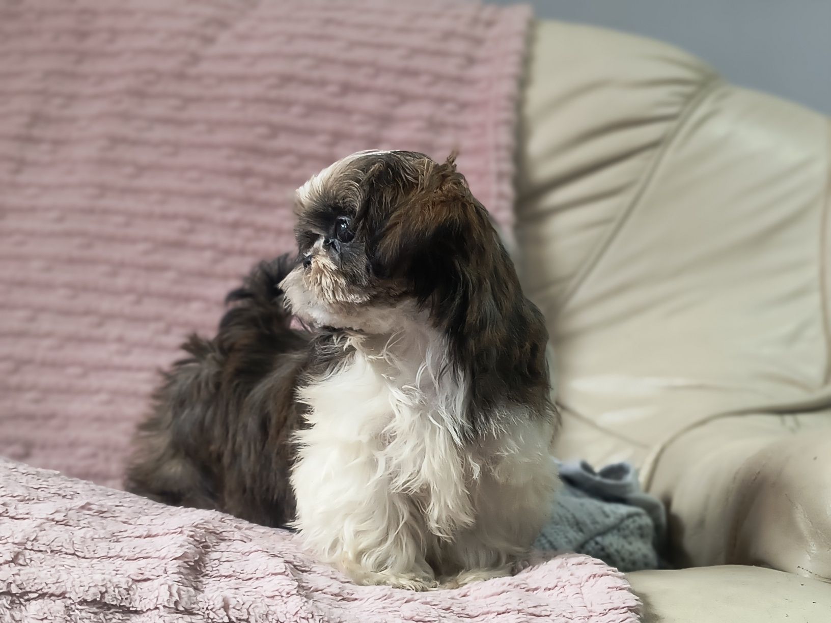 Suczka  śliczna tricolor shihtzu