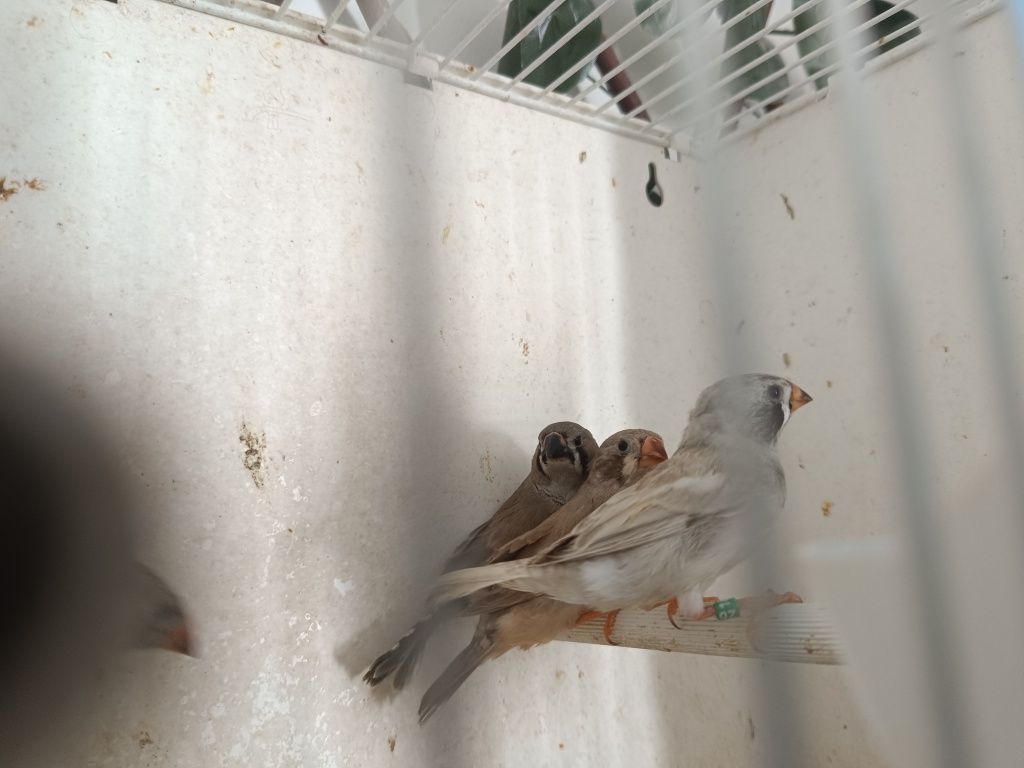Mandarins de boa pena com anilha