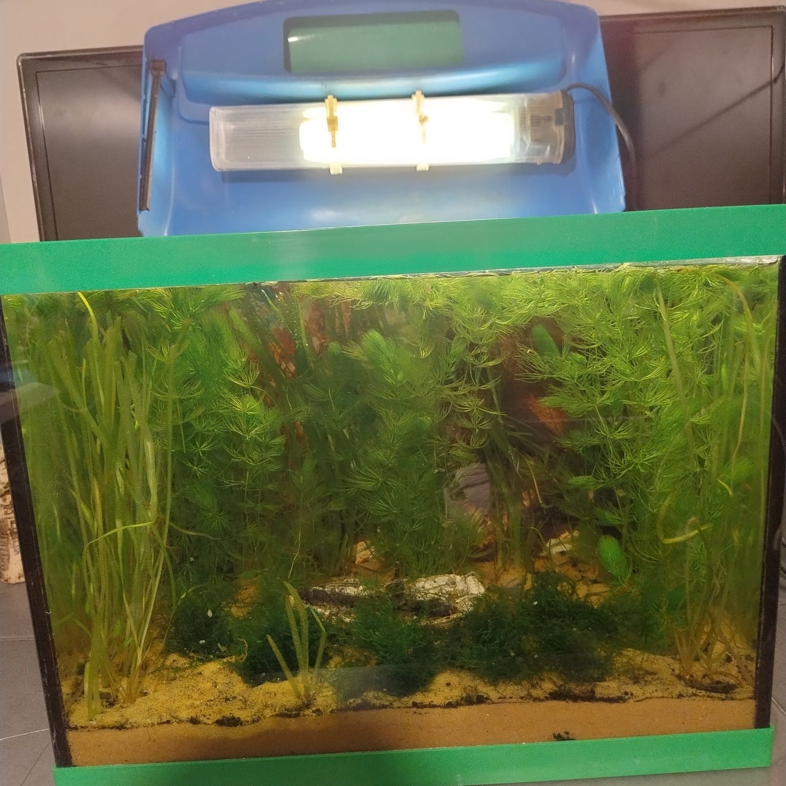 Akwarium 30l  komplet z życiem