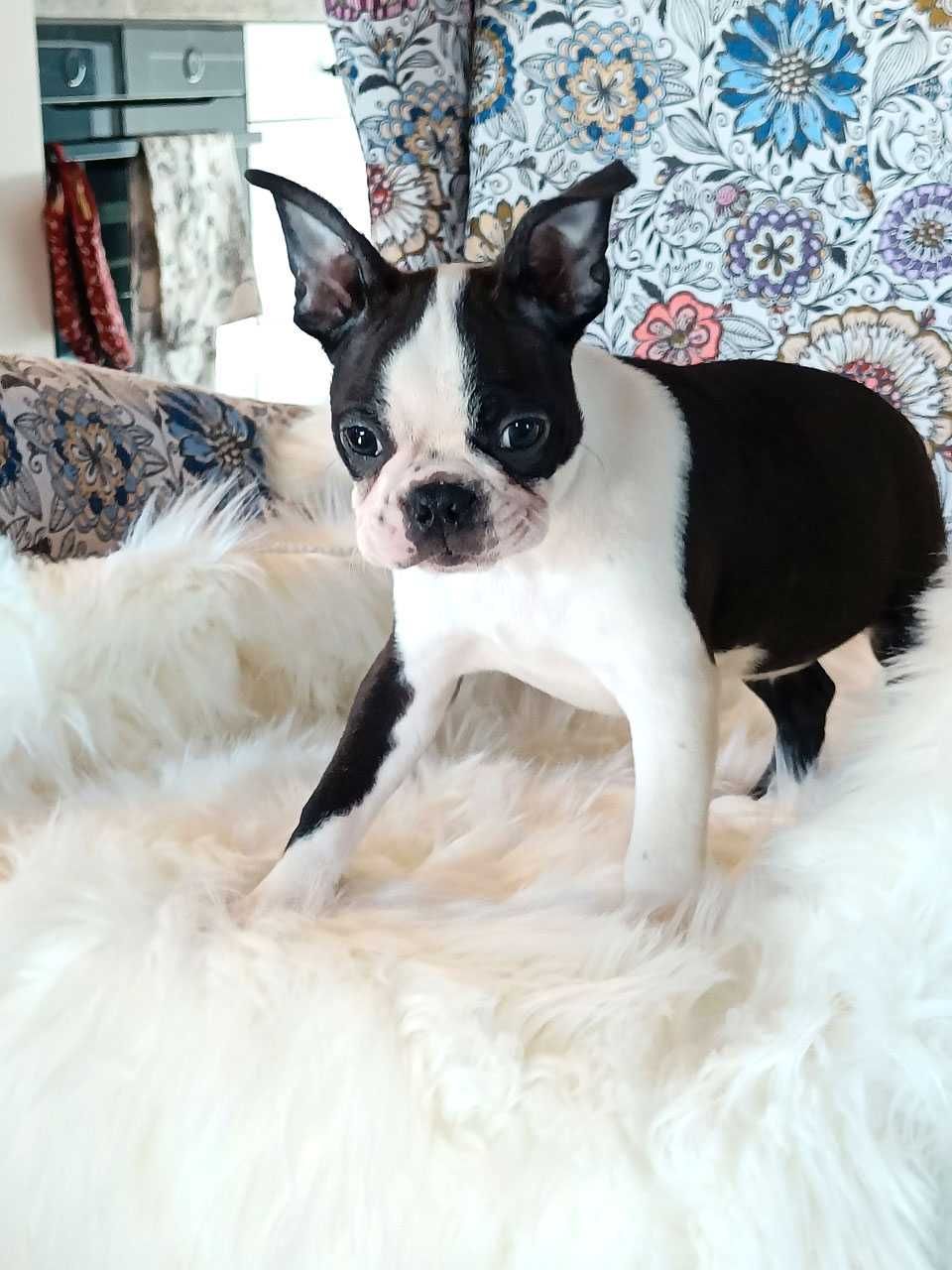 Boston Terrier ZKwP/FCI piesek