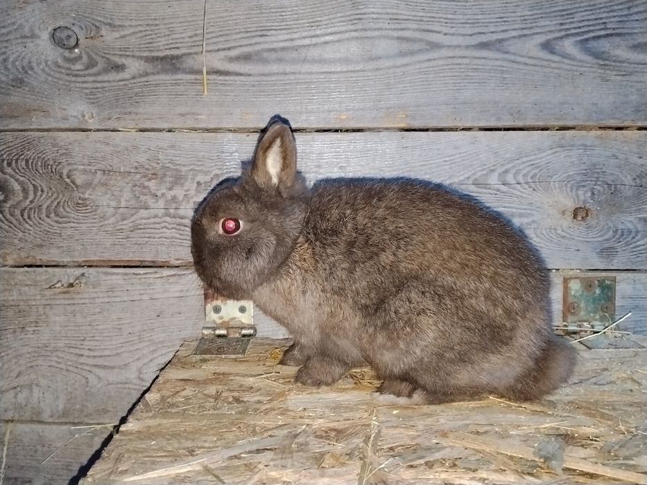 Samce karzełek Hawana