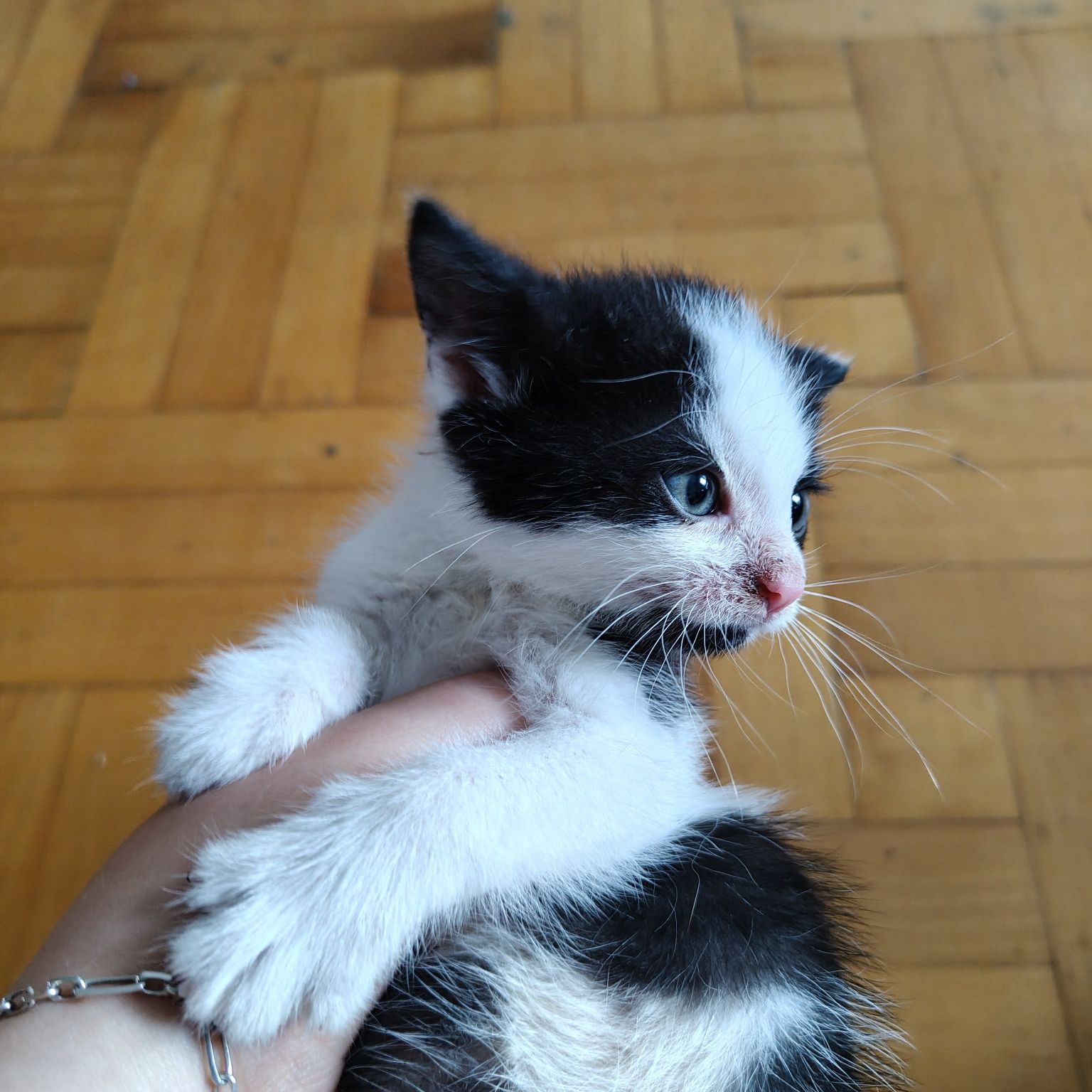 Piękny kotek szuka domu