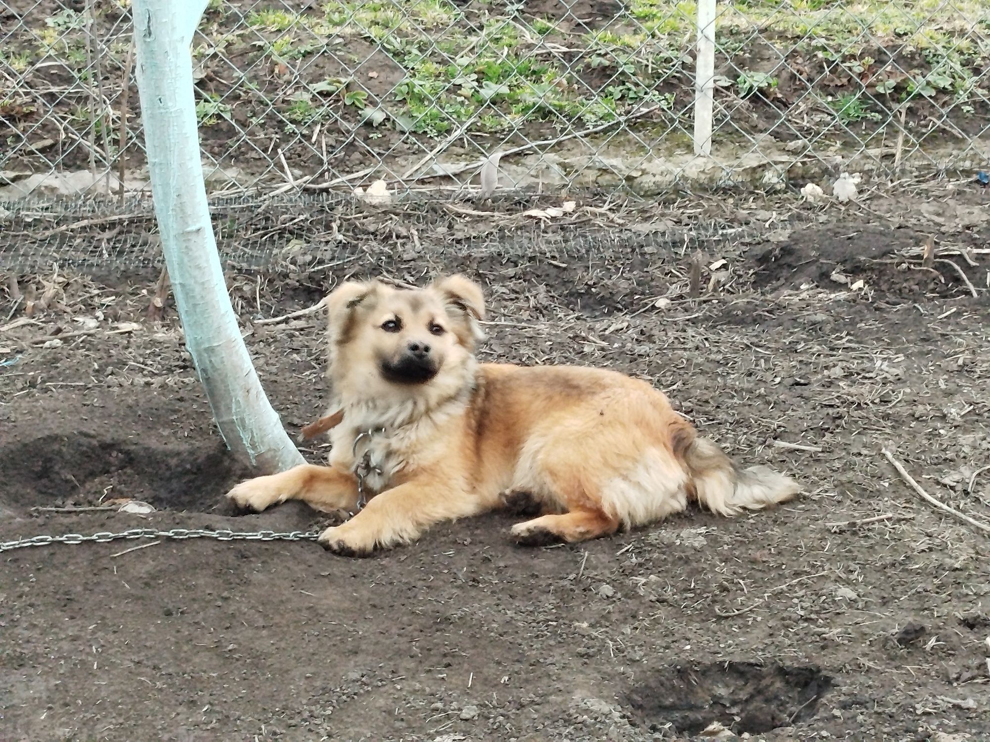 Подаруємо цуценята
