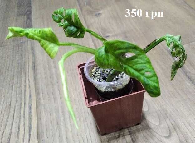Монстеры Адансона, Фрозен, Кобра, Минима,  Стендлиана