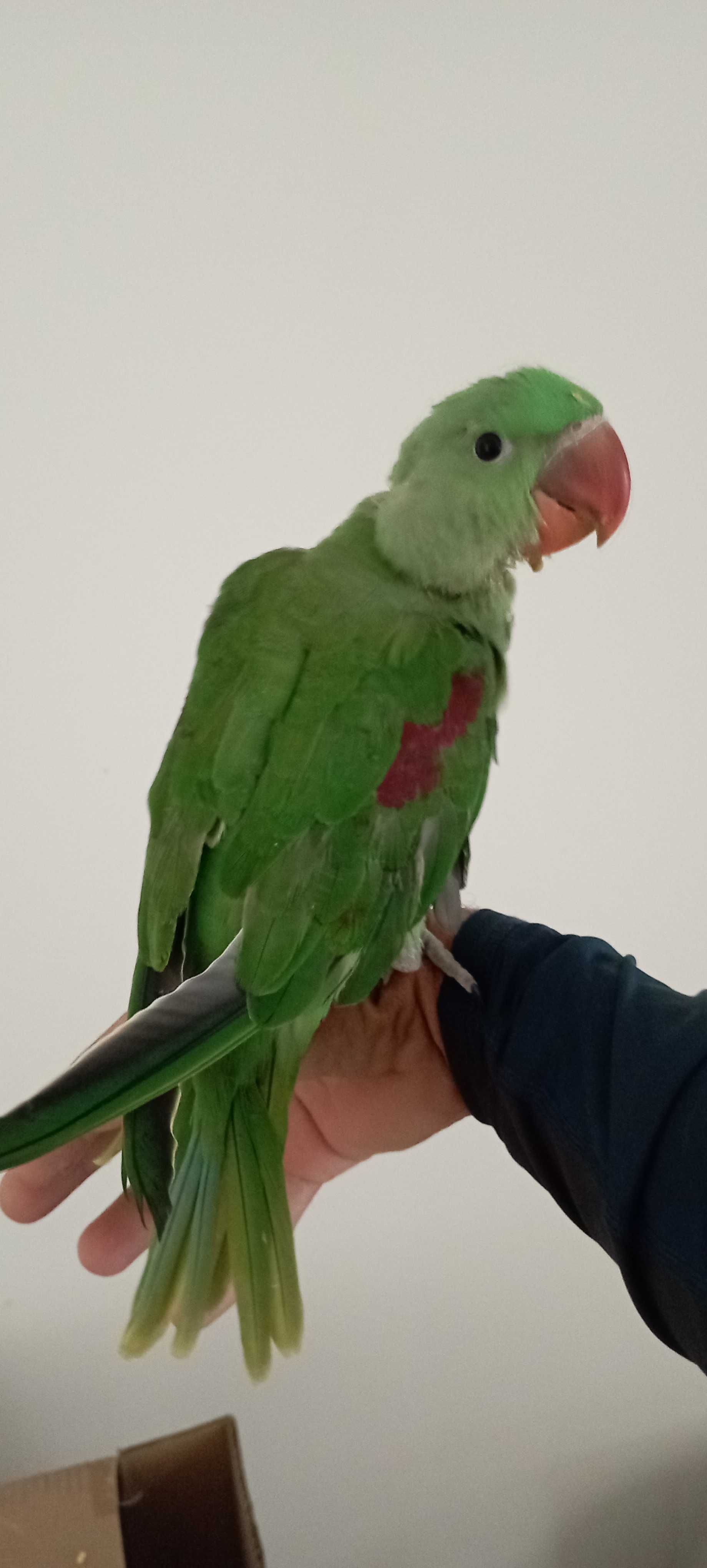 Papagaio alexandrino macho, ave ótima para pet ,