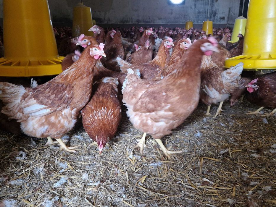 Kurki nioski Tetra brązowa z jajkiem dostawa Gratis