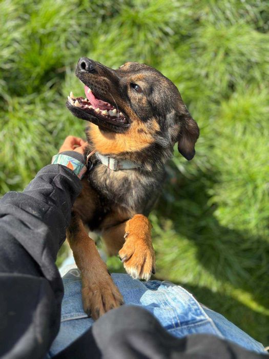 Czy znajdzie się nowy dom dla Brownie