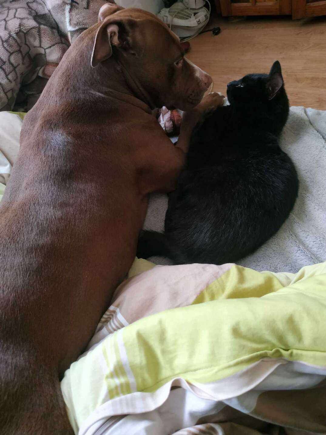 Pitbull red nose do pilnej adopcji