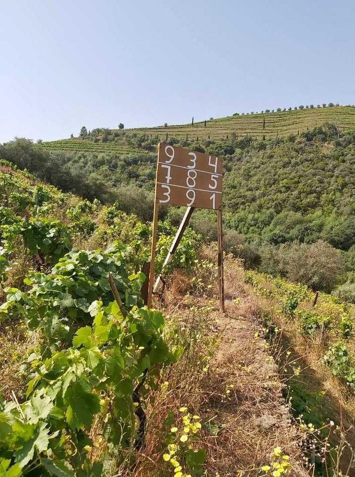 Quinta ou Casa com terreno Vinhas e Oliveiras