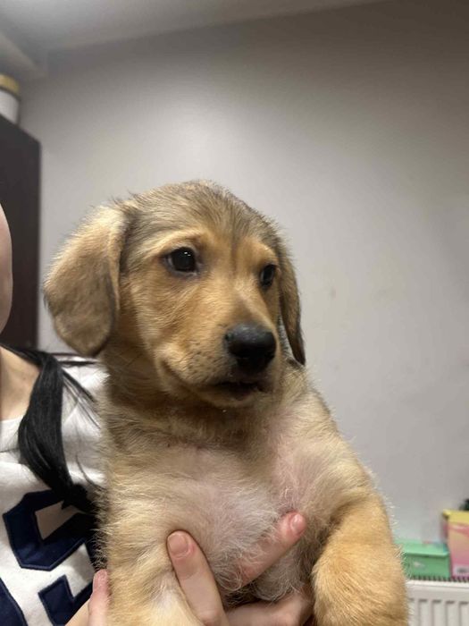 Oddam pieski w dobre ręce