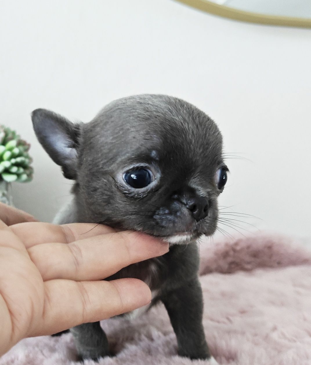 JAX gotowy do odbioru niebieski piesek chihuahua