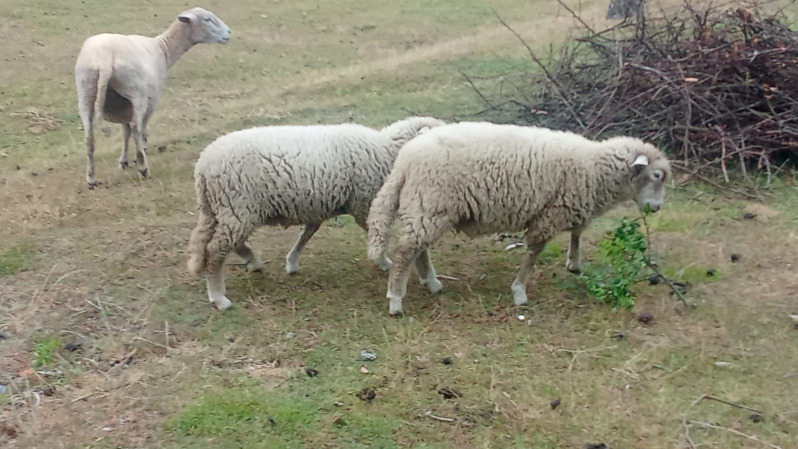 Vendo casal ovelhas