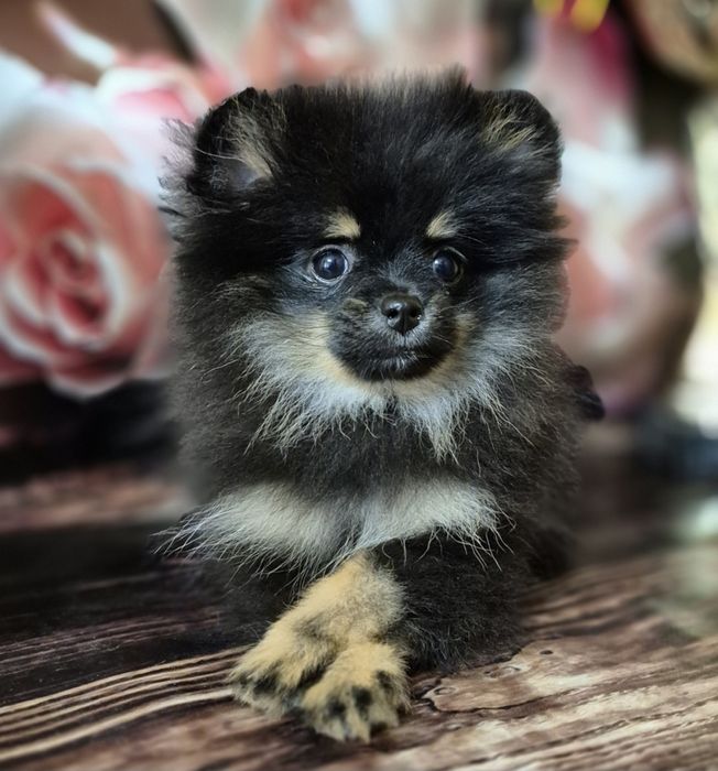 Померанский шпиц, роскошная любовь