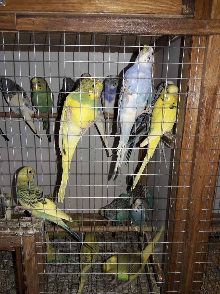 Волнистые попугайчики и кореллы. Молоденькие 1.5 месяца