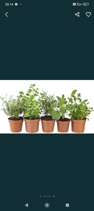 Zestaw ziół na balkon w skrzynce 50cm podwójna mięta maga