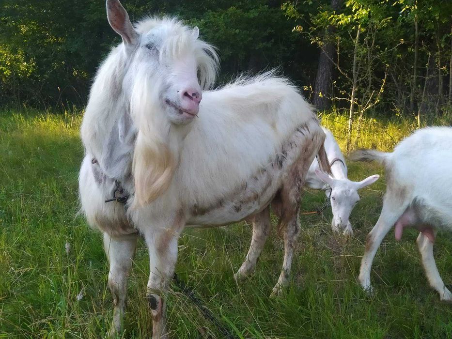 Молоді цапики зааненської породи