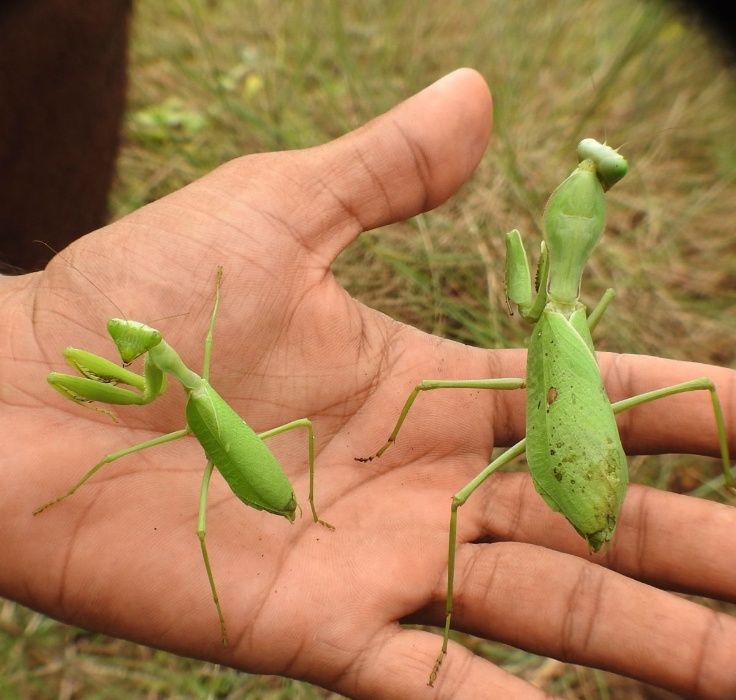 NOWY Sphodromantis sp. Giant