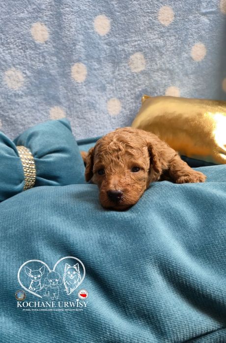 Cudowny chłopczyk Pudel Toy Red - Rodzice przebadani genetycznie