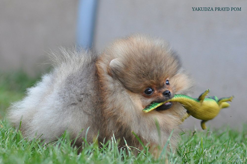 До уваги красень Кузя