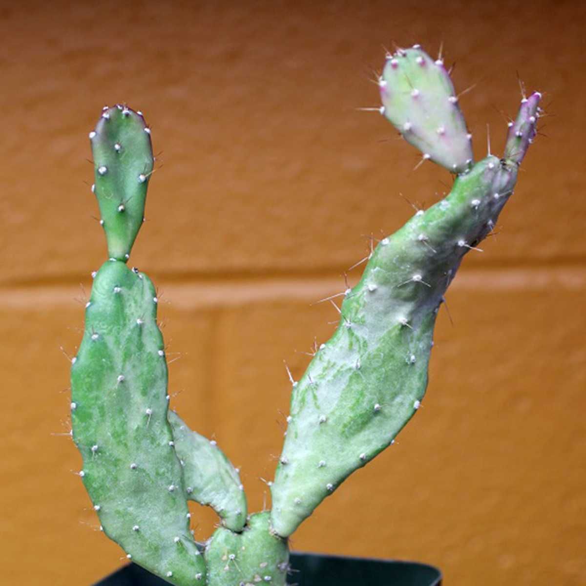 Suculenta Kalanchoe Aranto Mãe de Milhares Bryophyllum Daigremontianum